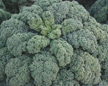 Darkibor Hybrid Kale Seeds